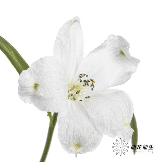 配花 | 小飞燕白色 商品图0