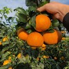 老树高山果品质爱媛38号果冻橙 5斤/8斤装  （8甜2酸） 商品缩略图9