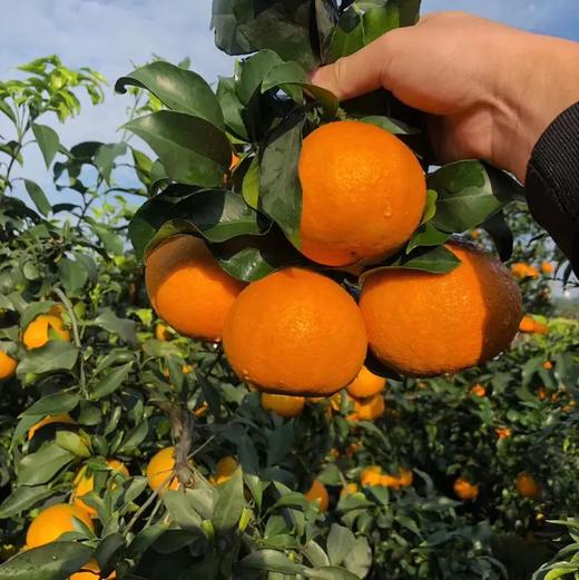 老树高山果品质爱媛38号果冻橙 5斤/8斤装  （8甜2酸） 商品图9