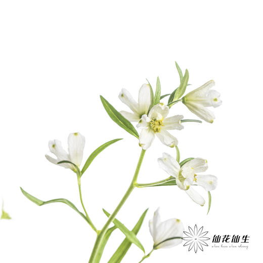 配花 | 小飞燕白色 商品图2