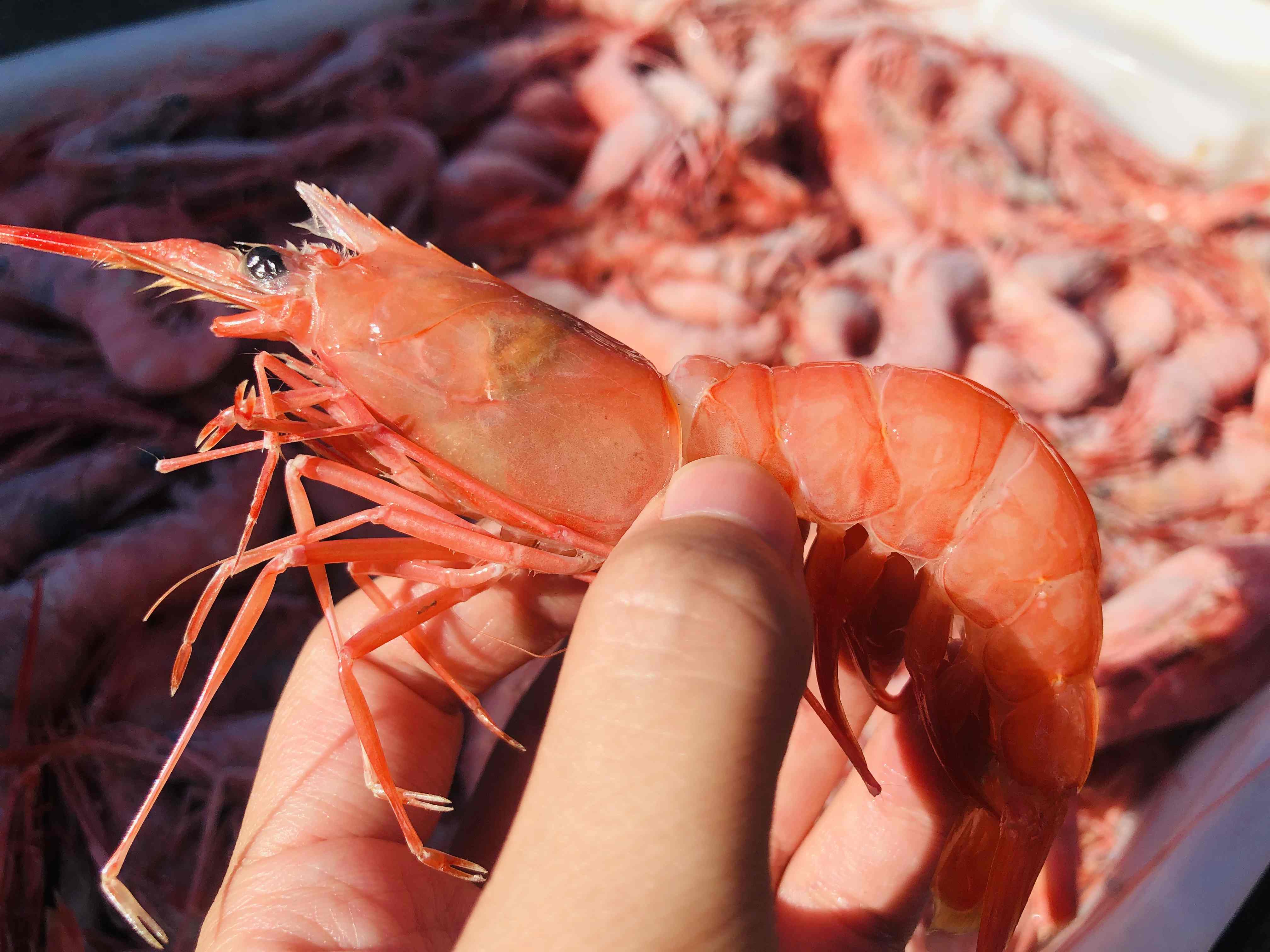 舟山野生红虾古称赤虾4斤装每斤约2530只乡镇不发今天开始至20号只发