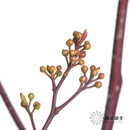 配果 | 灯苔【运输途中果子易掉，介意慎拍】 商品图1