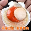 9/10原壳大扇贝850克 商品缩略图1