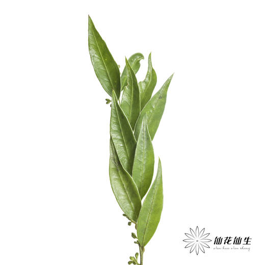 叶材 | 万年青 商品图1