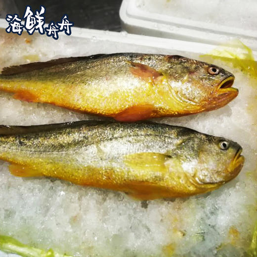 大陈岛黄鱼 商品图10