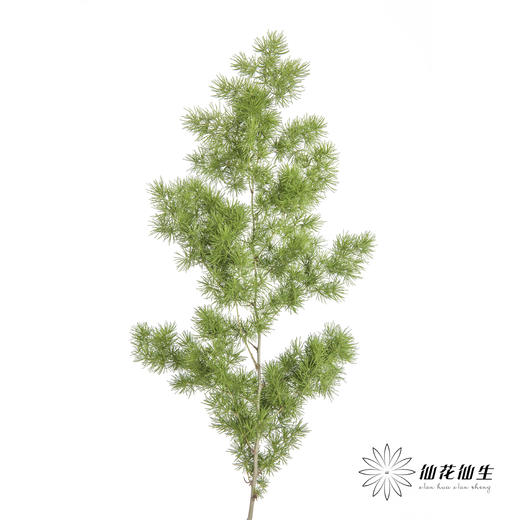 叶材 | 蓬莱松 商品图5