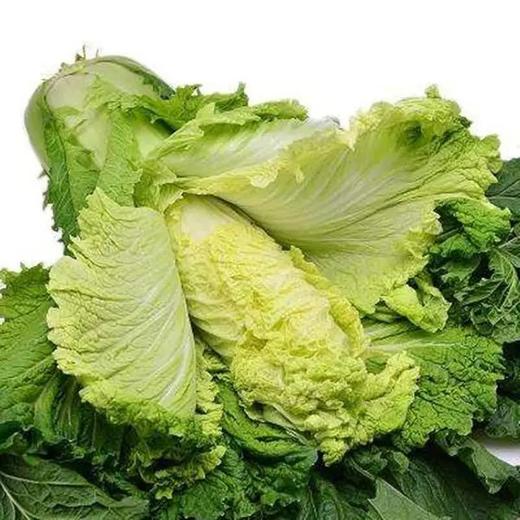 自产青麻叶天津大白菜