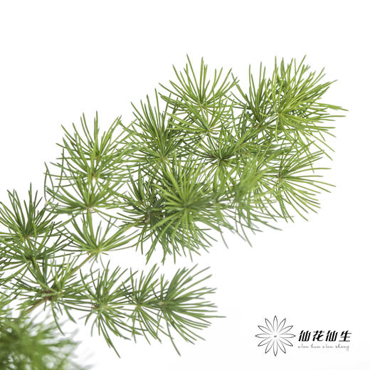 叶材 | 蓬莱松 商品图2