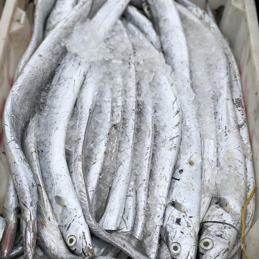 舟山雷达网深海 野生白磷中带鱼 5-7条(3斤装)乡镇勿拍