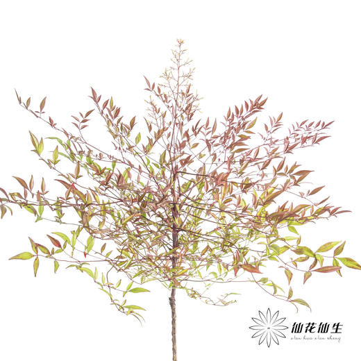 叶材 | 南天竹红色 商品图3