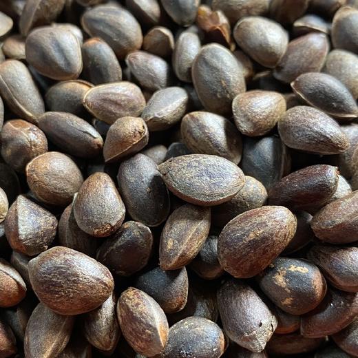 云南野生新鲜原味生松子(好吃不上火) 2斤装 送夹子一把