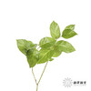 荷兰花材 | 沙巴叶 Tips 商品缩略图3