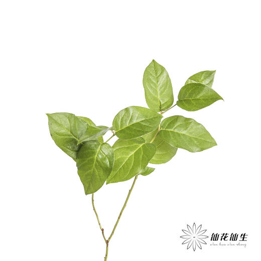 荷兰花材 | 沙巴叶 Tips 商品图3