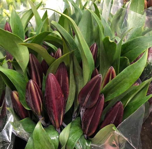 【l】-lyt-百合 紫帝 多头 b级 - 云花朵朵