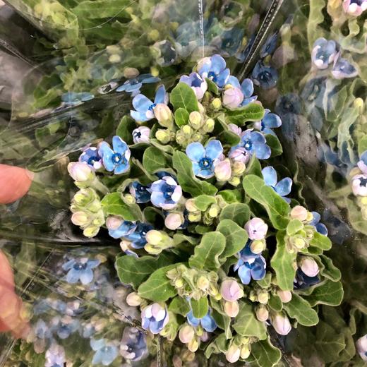 国产花材-【蓝星花】 商品图1