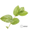 荷兰花材 | 沙巴叶 Tips 商品缩略图1