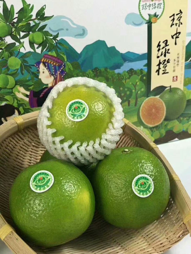 海南琼中绿橙10斤