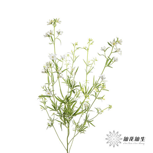 配花 | 小飞燕白色 商品图4
