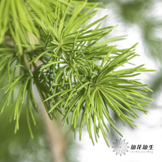 叶材 | 蓬莱松 商品图3