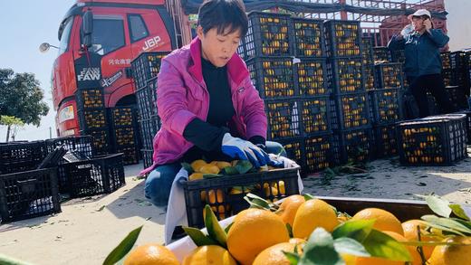 【助农】丹江口武当蜜橘（仅限十堰日报社后院自提） 商品图3