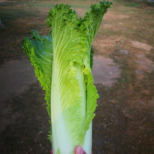 自产青麻叶天津大白菜