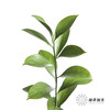 叶材 | 桔叶 商品缩略图7
