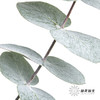 叶材 | 尤加利大叶多支 商品缩略图2