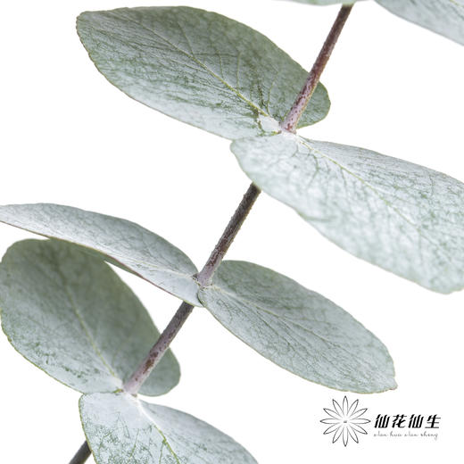 叶材 | 尤加利大叶多支 商品图2
