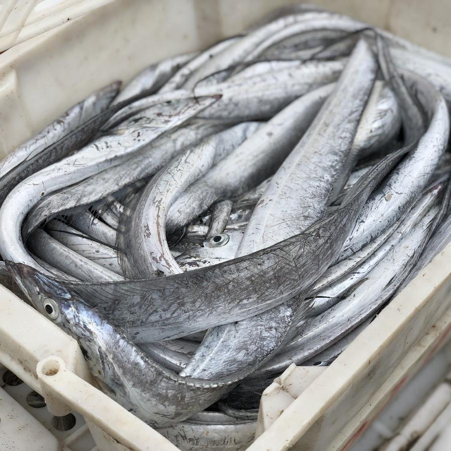 舟山雷达网深海 野生白磷中带鱼 5-7条(3斤装)乡镇勿拍