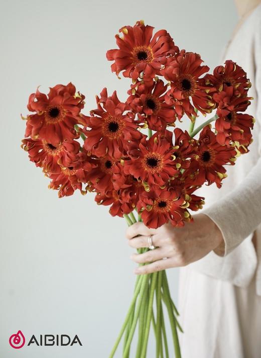 非洲菊卷边摩洛哥