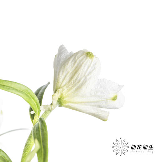 配花 | 小飞燕白色 商品图1