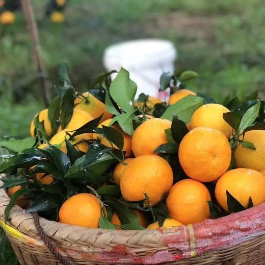 老树高山果品质爱媛38号果冻橙 5斤/8斤装  （8甜2酸） 商品图14