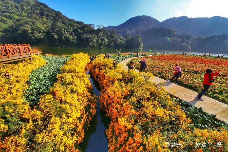 已成团 臻享 12月26 赏冬日红枫 摄七彩花海 石门国家森林公园采风