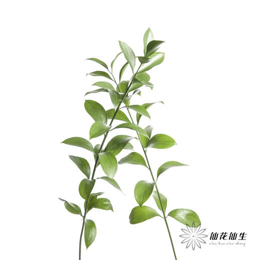 叶材 | 桔叶 商品图4