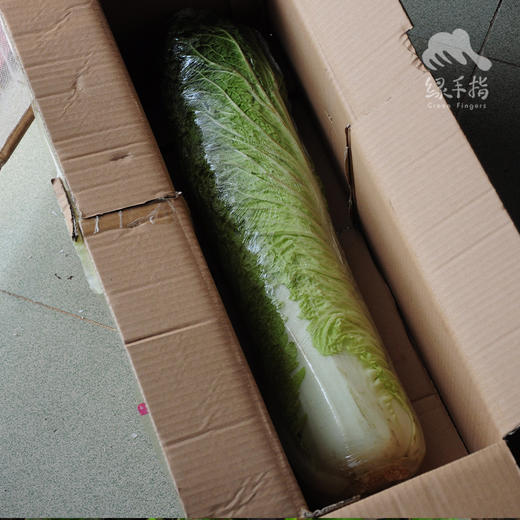 生态山西大白菜 | 合作生产 *Eco- Chinese cabbage | Partner Production 商品图3