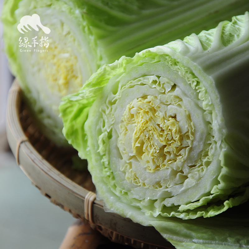 生态山西大白菜 | 合作生产 *Eco- Chinese cabbage | Partner Production