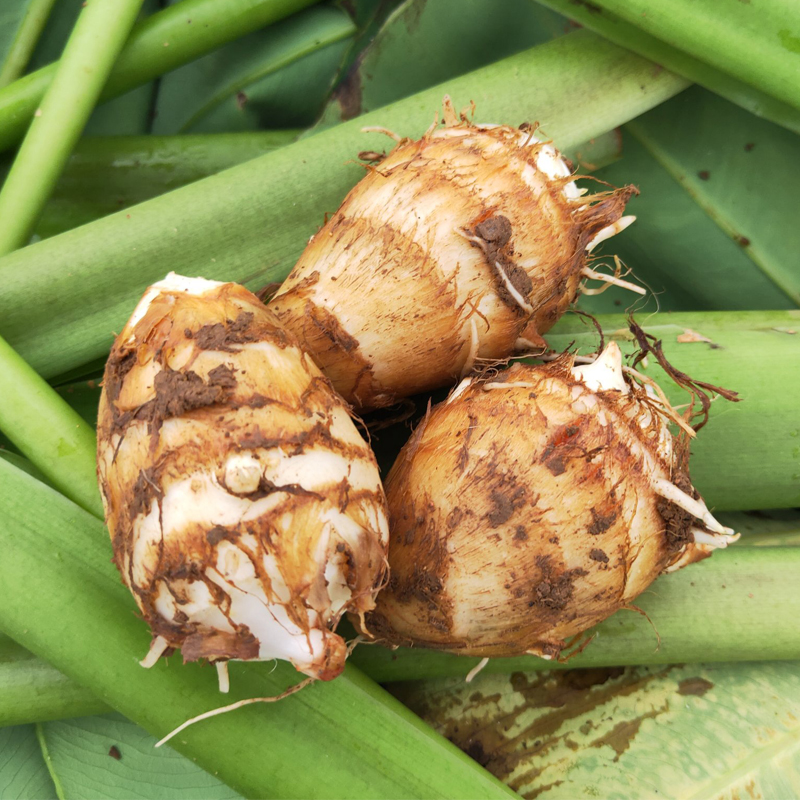 绿色原生态·山东精品小奶芋 随便做都好吃的芋头