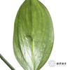 叶材 | 桔叶 商品缩略图1