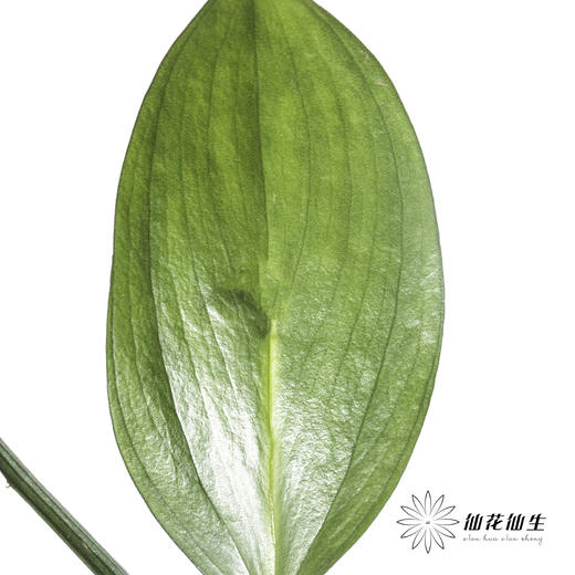 叶材 | 桔叶 商品图1