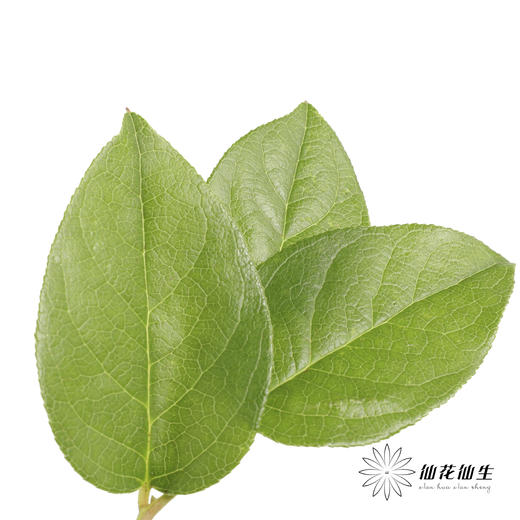 荷兰花材 | 沙巴叶 Tips 商品图2