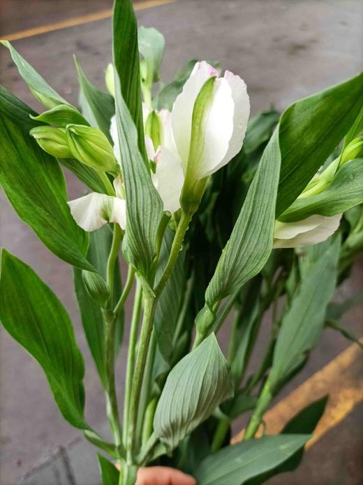 进口多头小百合,白色,5支