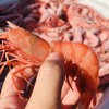 舟山野生红虾古称赤虾 4斤装（每斤约25-30只）乡镇不发，今天开始至20号，只发江浙沪地区 商品缩略图3