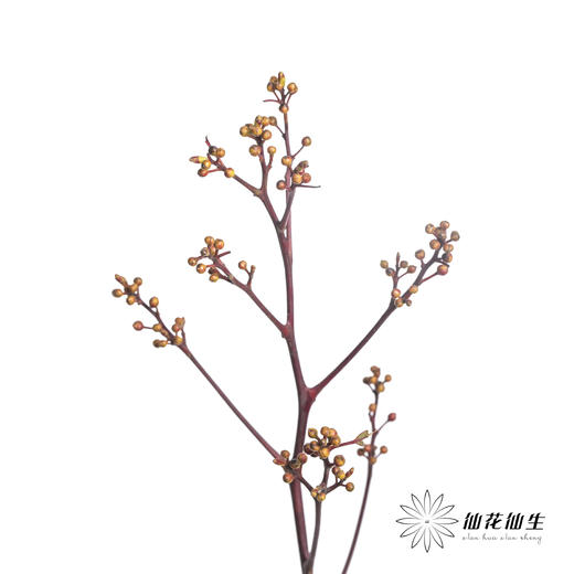 配果 | 灯苔【运输途中果子易掉，介意慎拍】 商品图3