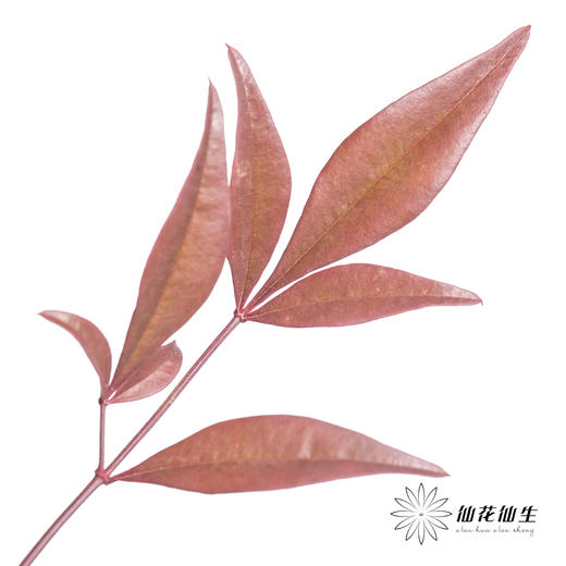 叶材 | 南天竹红色 商品图2