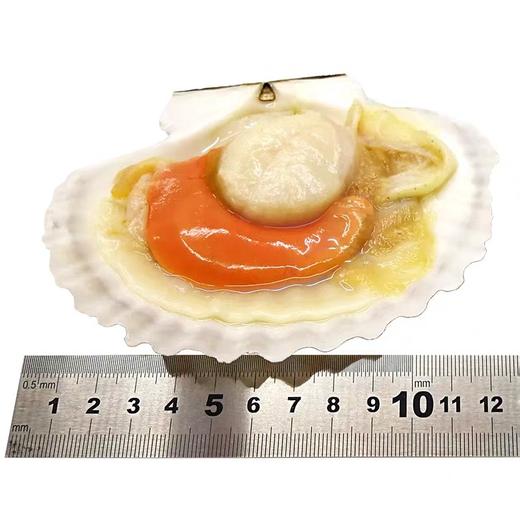 9/10原壳大扇贝850克 商品图2