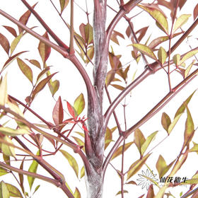 叶材 | 南天竹红色