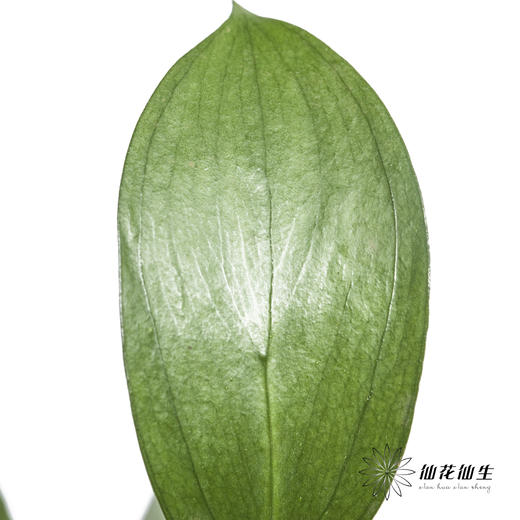 叶材 | 桔叶 商品图3