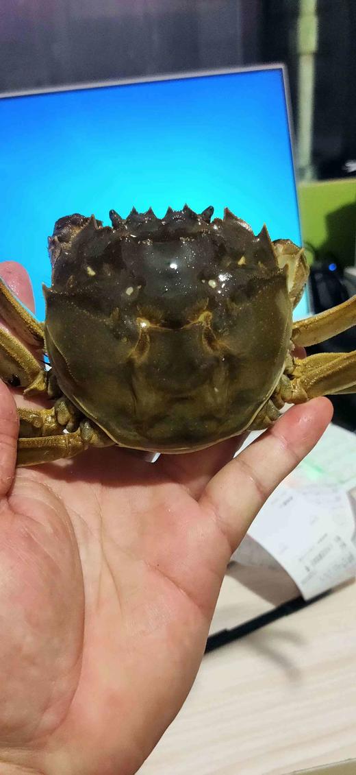 3.5两大闸蟹 ，全母蟹，1只 商品图3