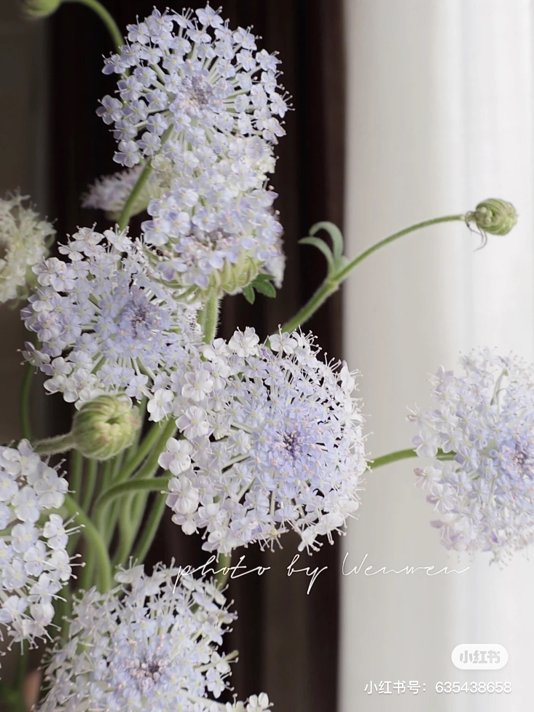 国产花材-【翠珠】