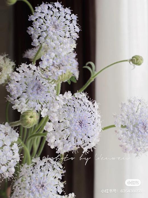 国产花材-【翠珠】 商品图0